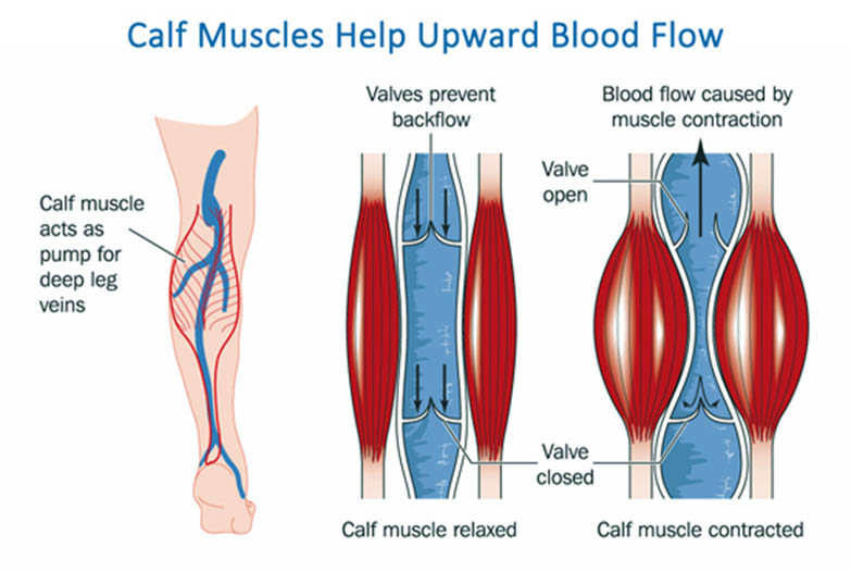 how your calves help pump blood back to the heart
