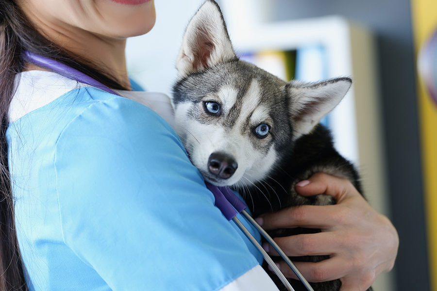 Reasons why you should consider buying pet meds online - Health News