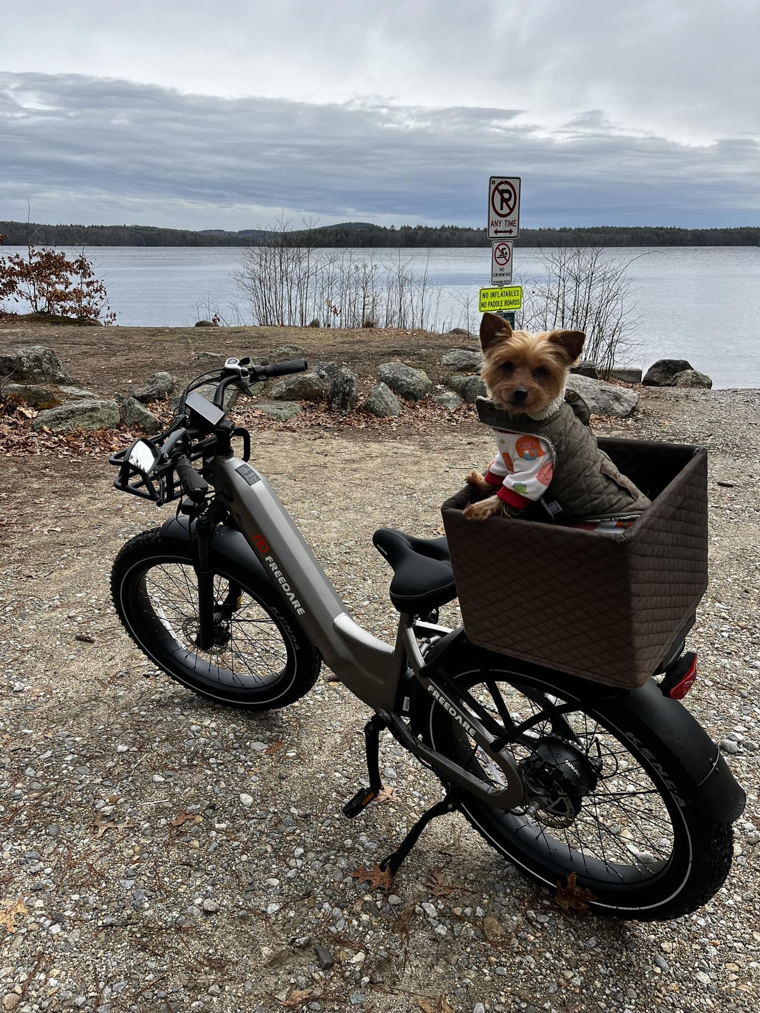 Electric Bikes for Adults