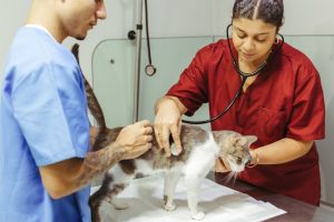 The Benefits of All-in-One Parasite Protection for Pets